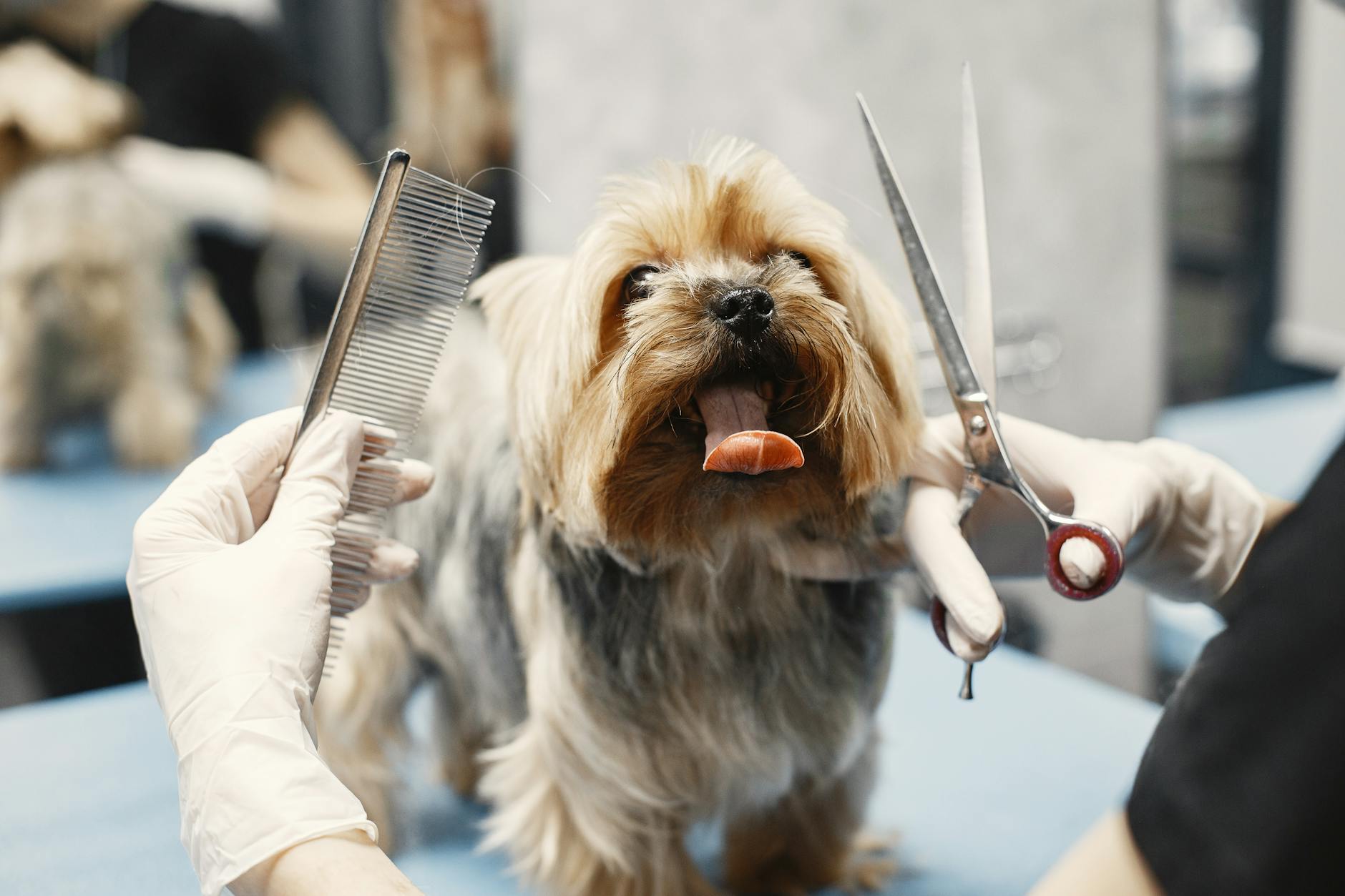 Yorkshire Terrier beim Scheren mit der Schere im Hundesalon